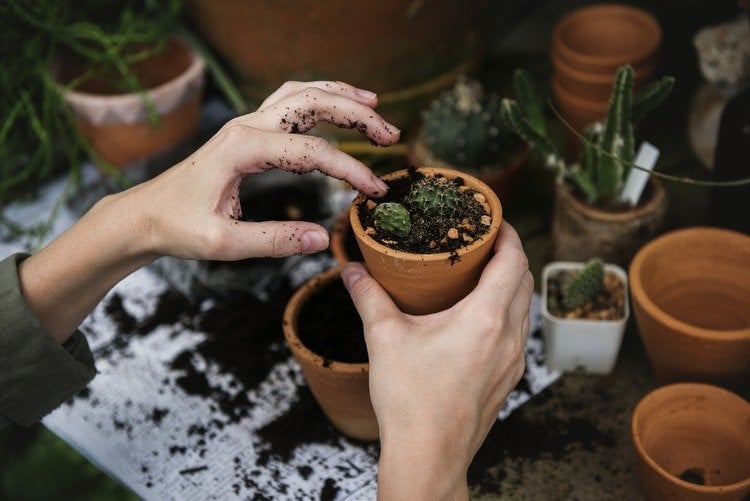como cuidar do jardim