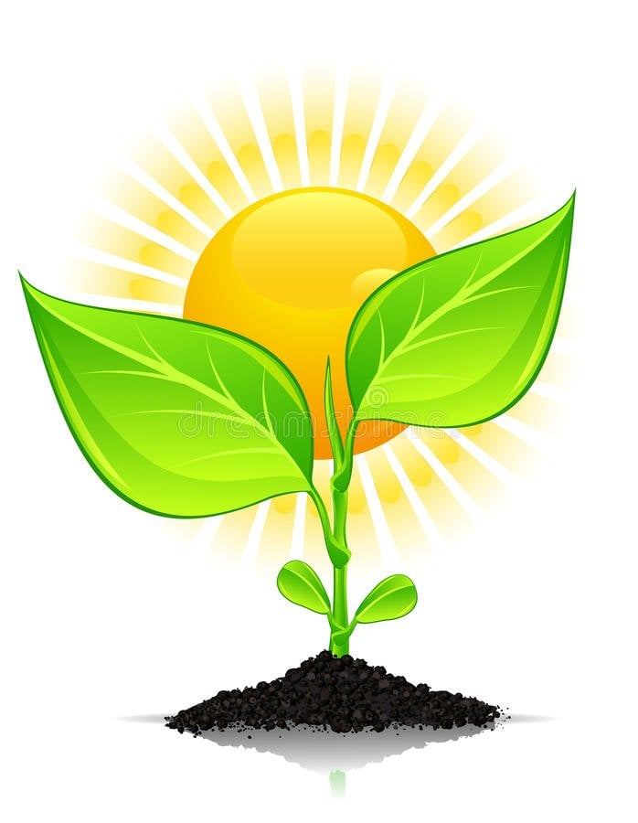 plantas de varanda precisam de sol