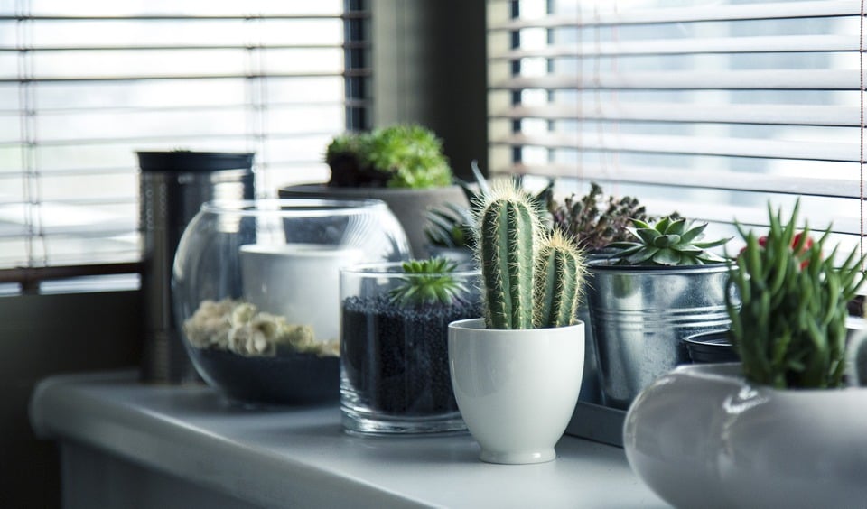 dicas para economizar água no jardim