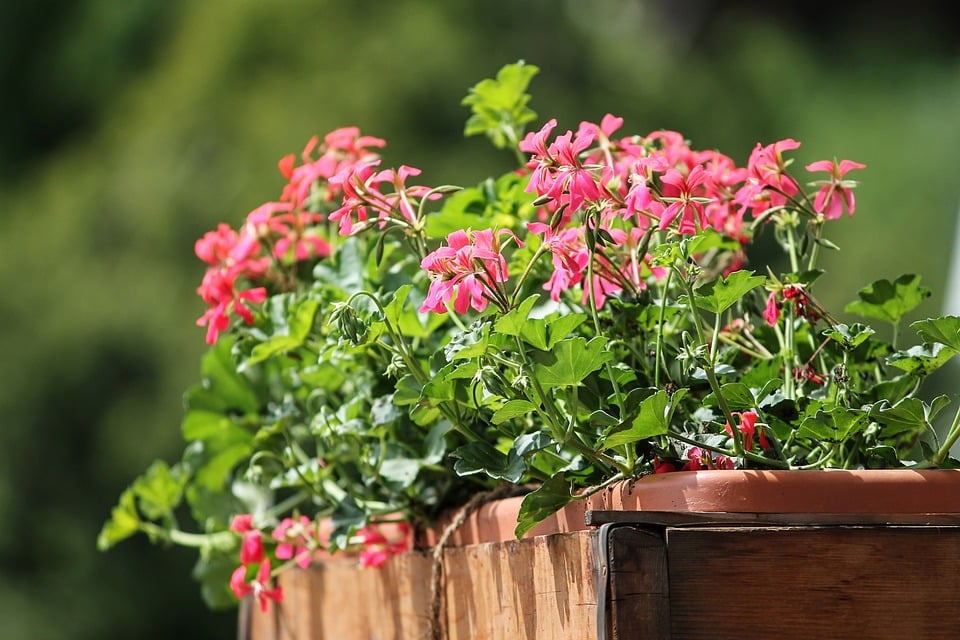 plantas de interior com flor