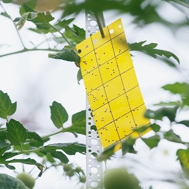 eliminar pragas nas plantas pragas nas folhas das plantas