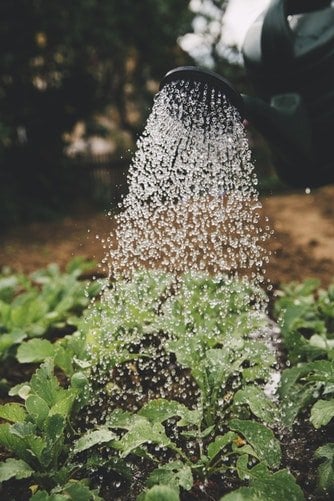 como proteger as plantas do solo