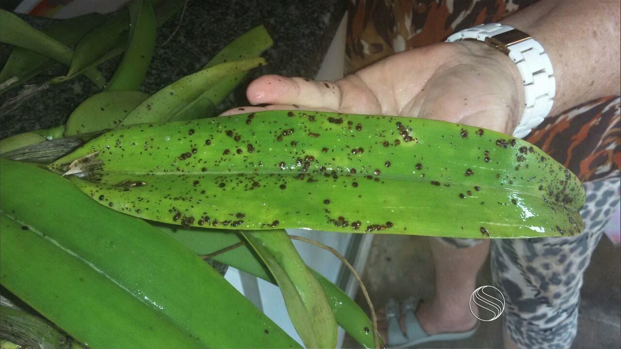 pragas nas plantas de interior pragas nas folhas das plantas