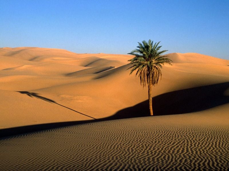 como proteger as plantas