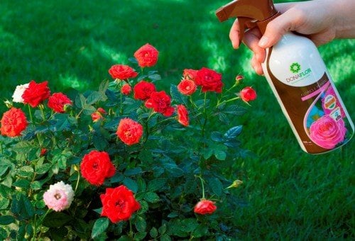 fertilização foliar 