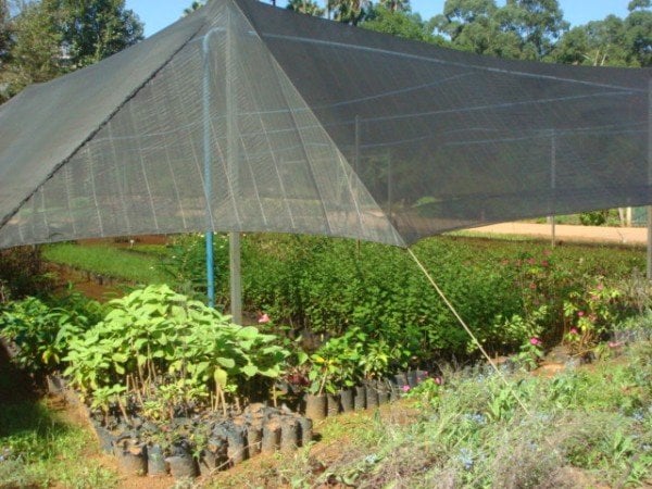 como proteger as plantas do solo
