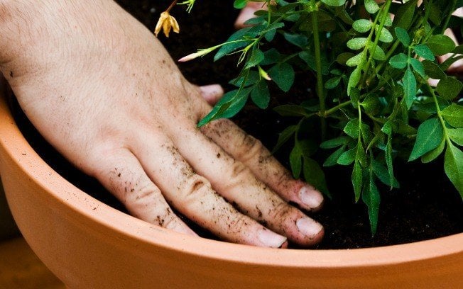 dicas para economizar água no jardim