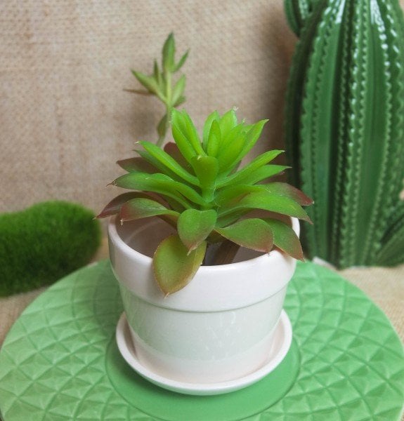 proteger as plantas do sol