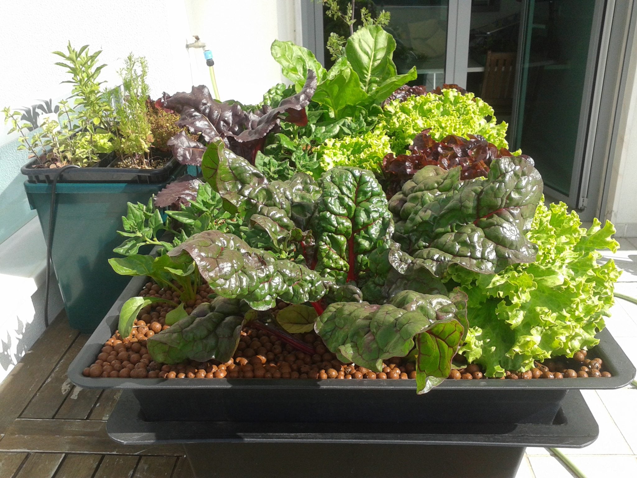  hidroponia agricultura