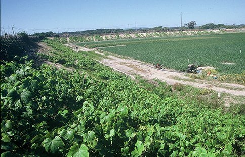 campos de masseiras