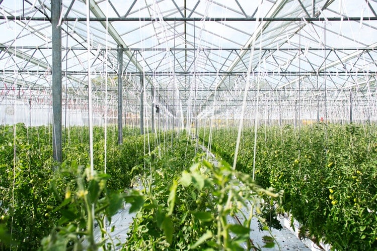 culturas agrícolas