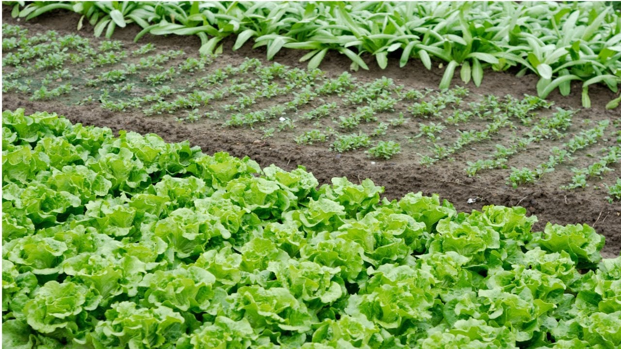 como preparar o solo para uma horta