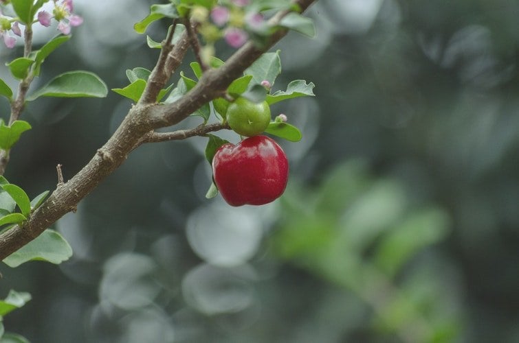 doenças e pragas na agricultura