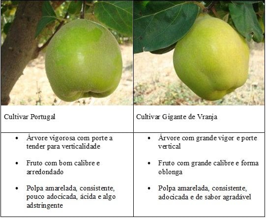 Diferença morfológica entre as duas cultivares de marmeleiro mais comuns em Portugal 