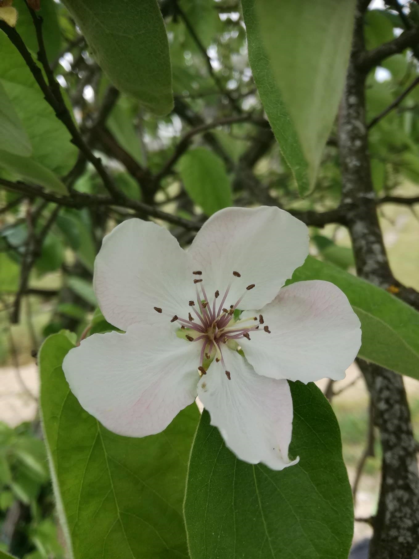 Flor do marmeleiro