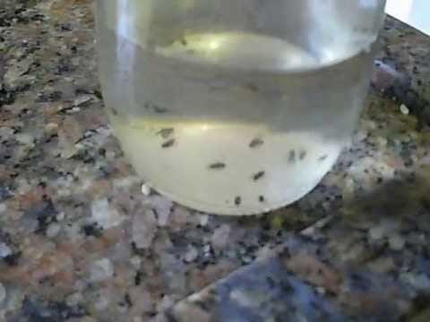 usar vinagre na horta