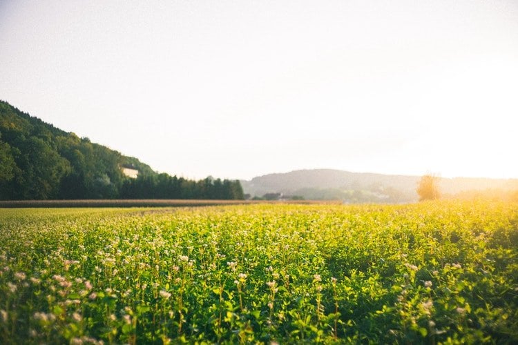 como avaliar um terreno agricola