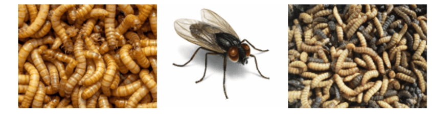 insectos na alimentação animal