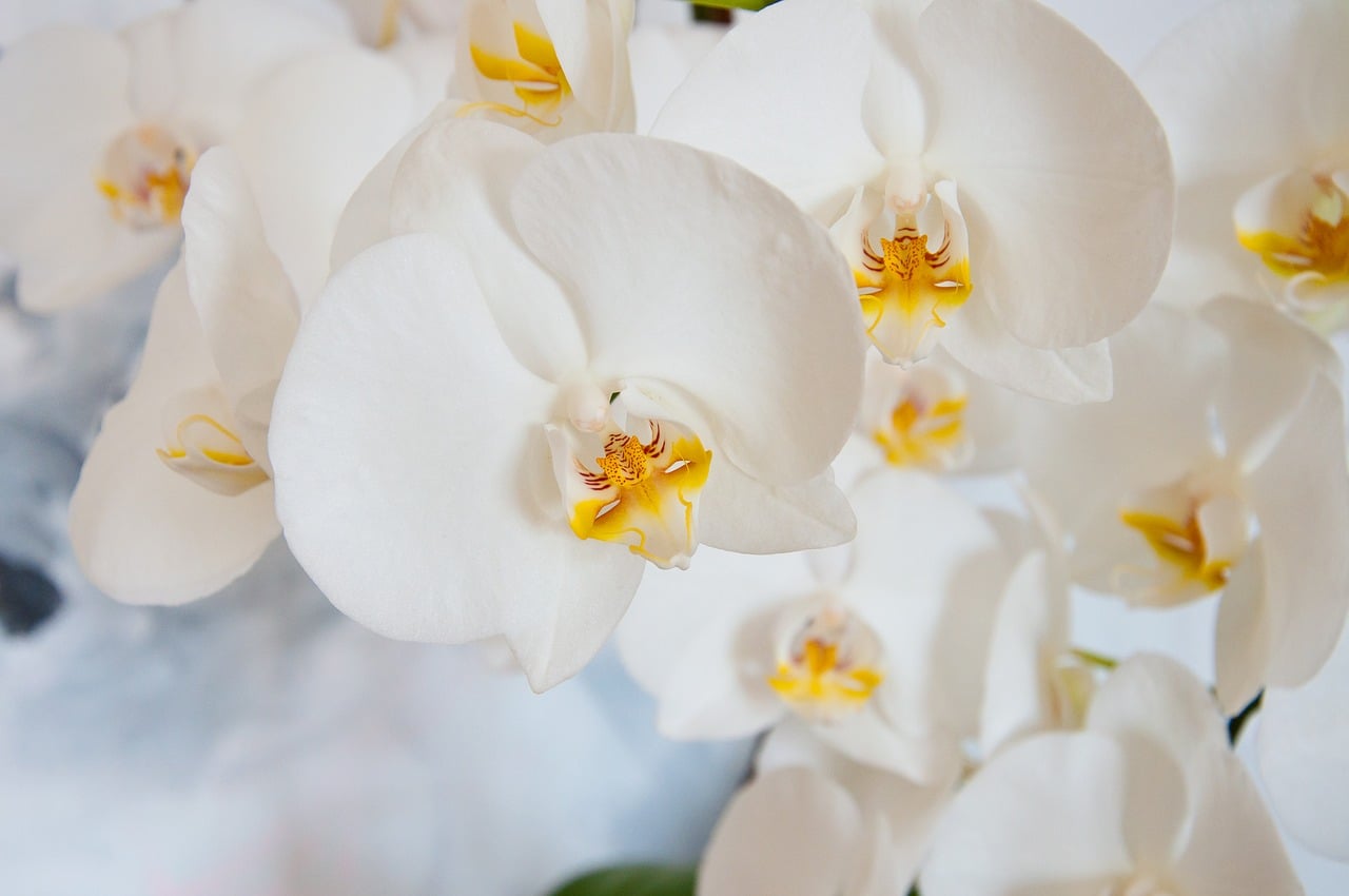 cuidados a ter com orquídeas