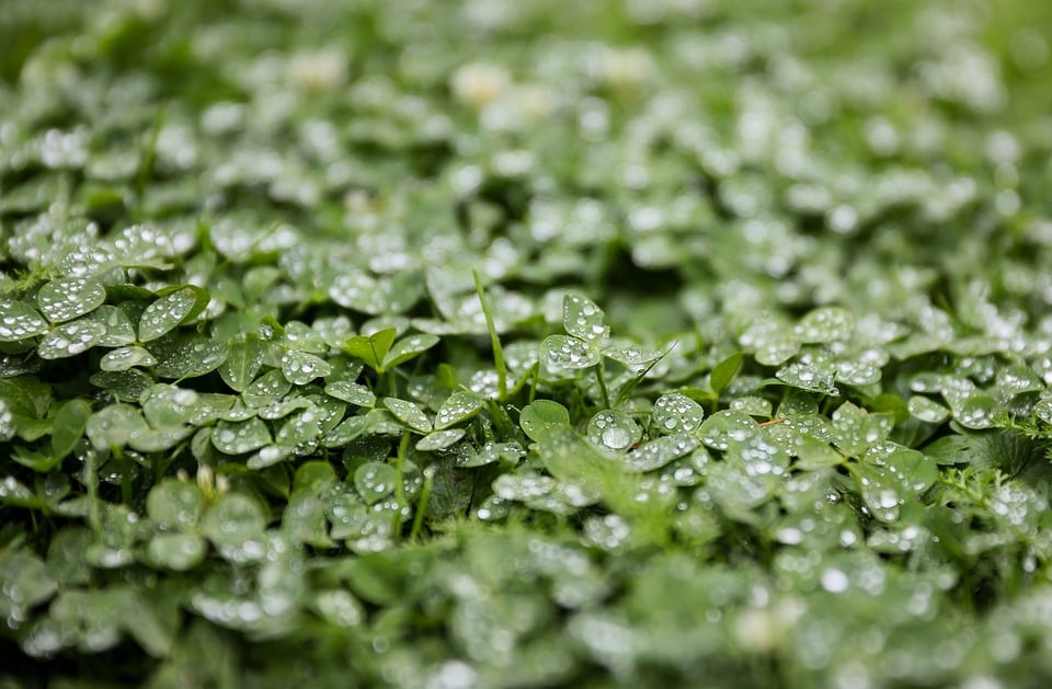 adubação verde