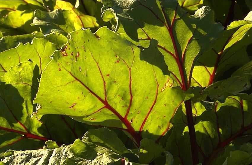 vegetais mais nutritivos do mundo