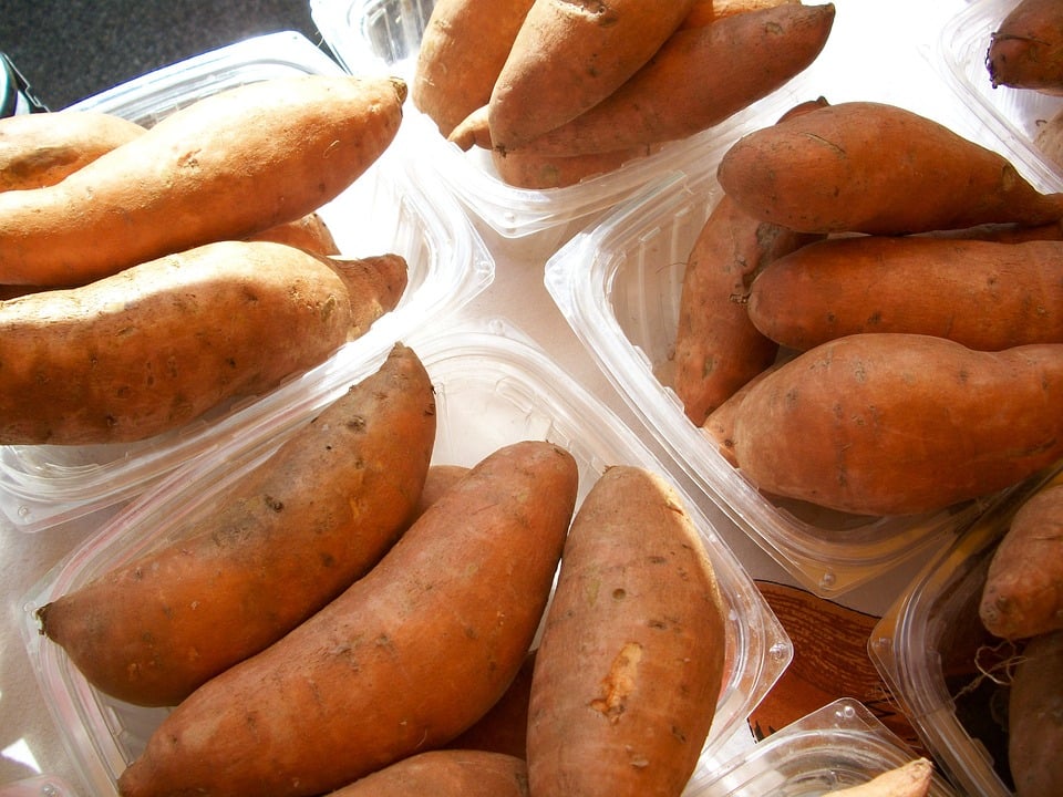 como plantar batata-doce