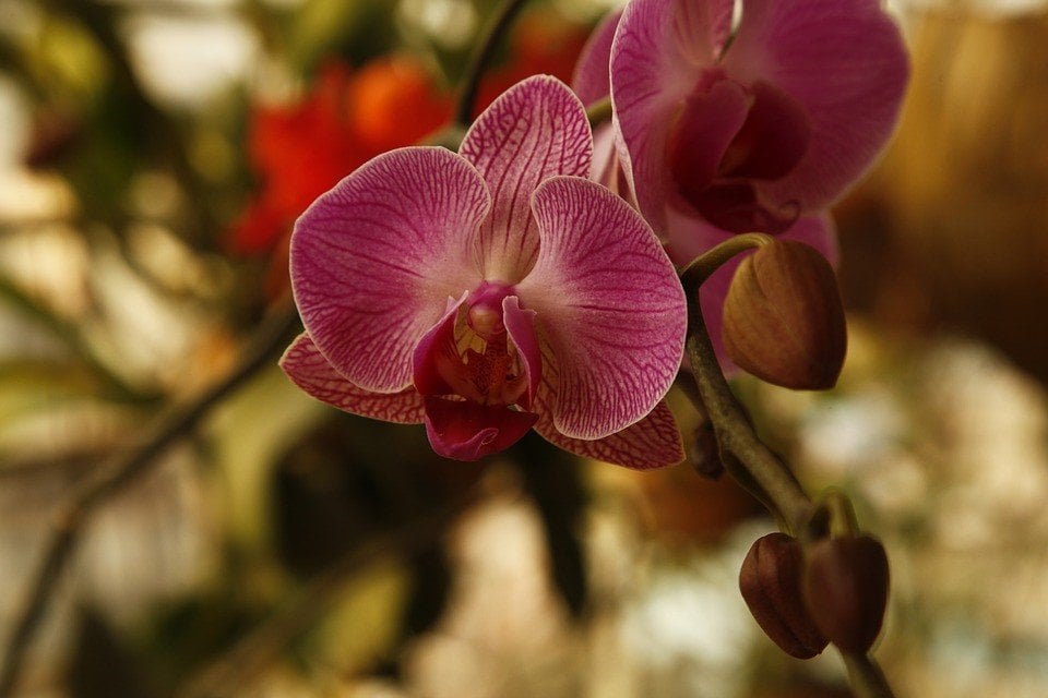 como reenvasar orquídeas