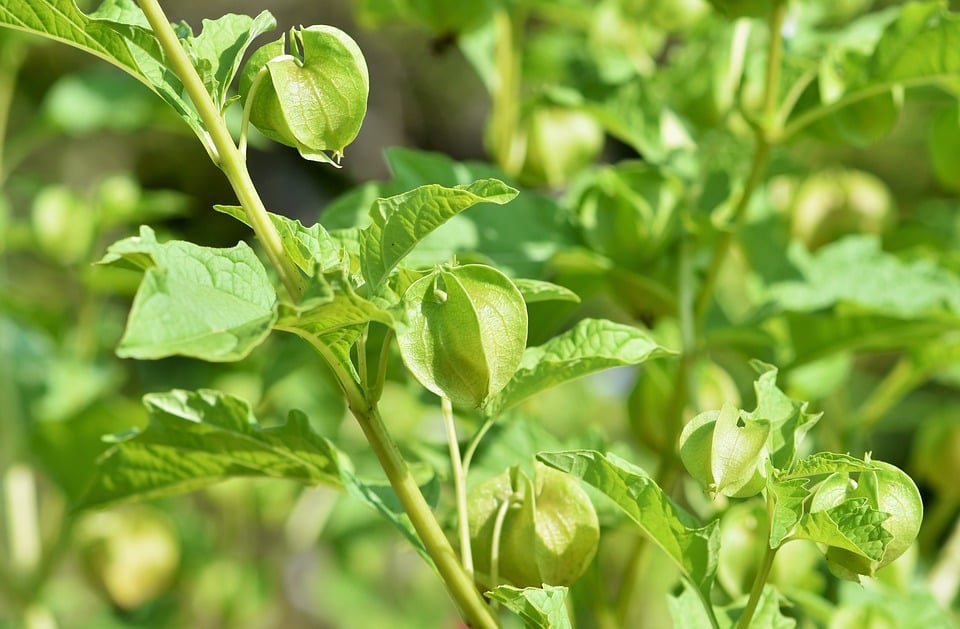 Physalis como produzir