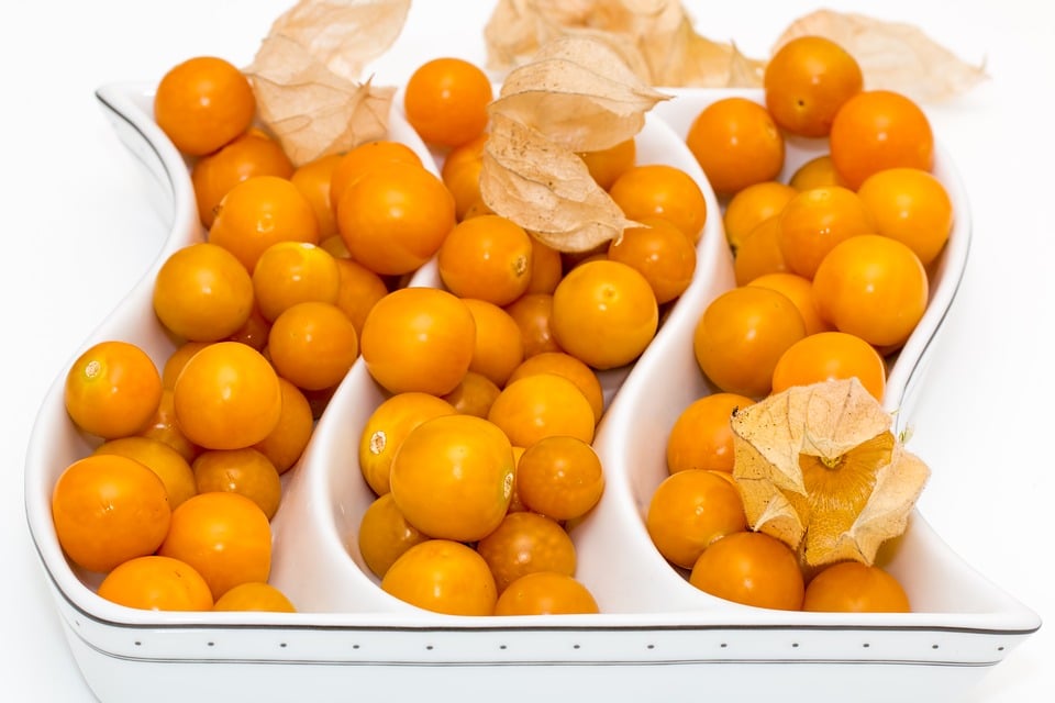 Physalis