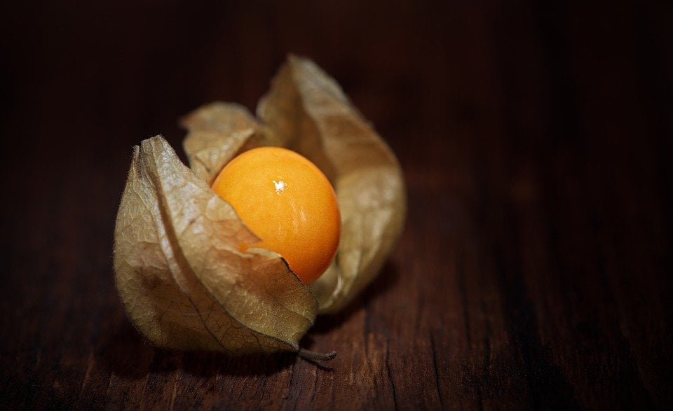 Physalis como produzir