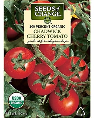 tomate -cereja como plantar