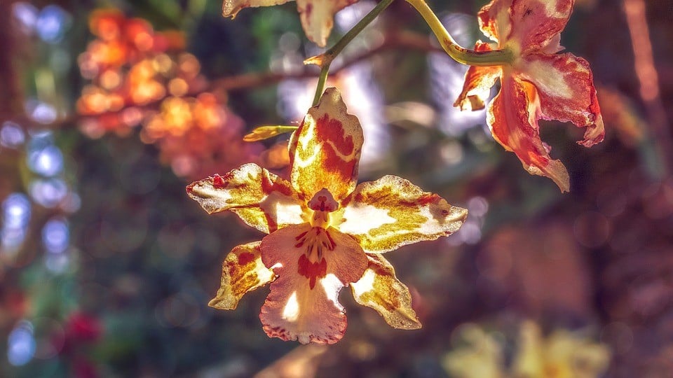 recuperar orquídea