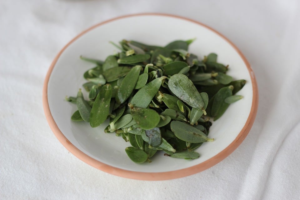 beldroega