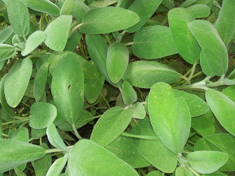 sálvia