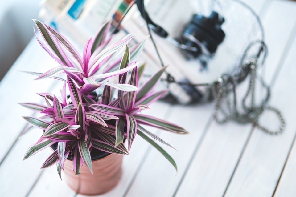 como cuidar das plantas de interior