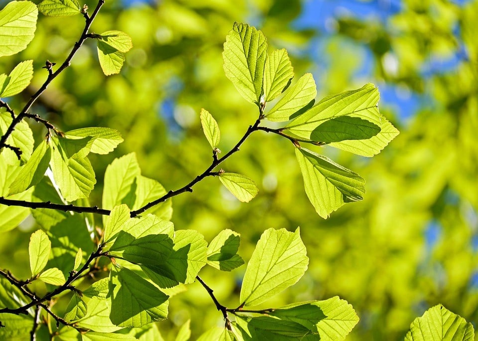 fertilidade de um terreno agrícola