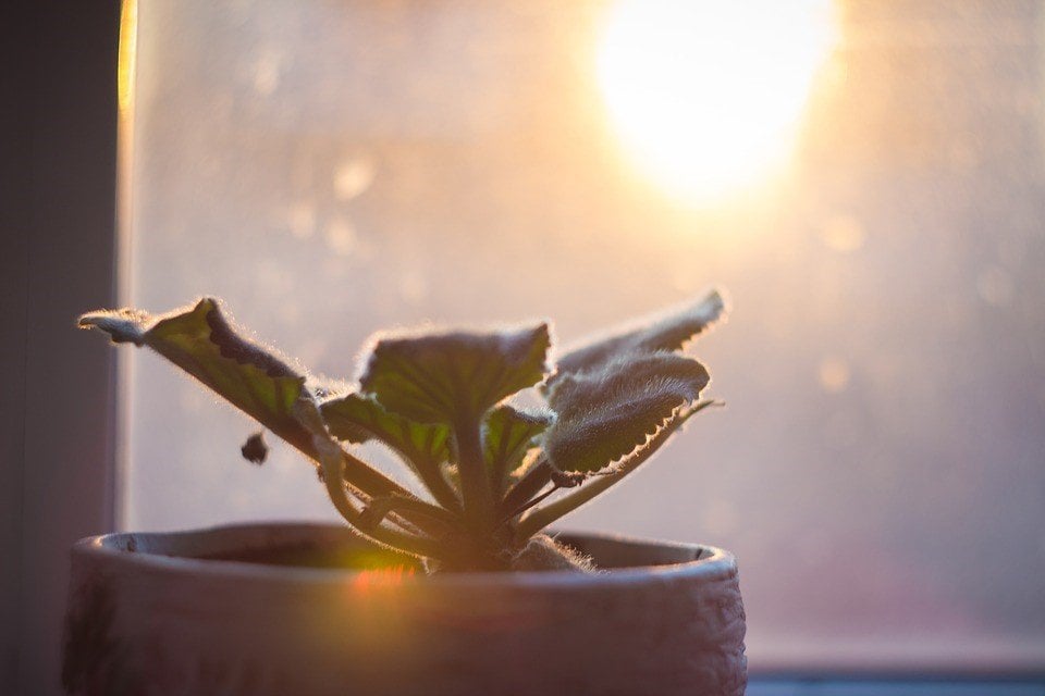 como cuidar das plantas de interior