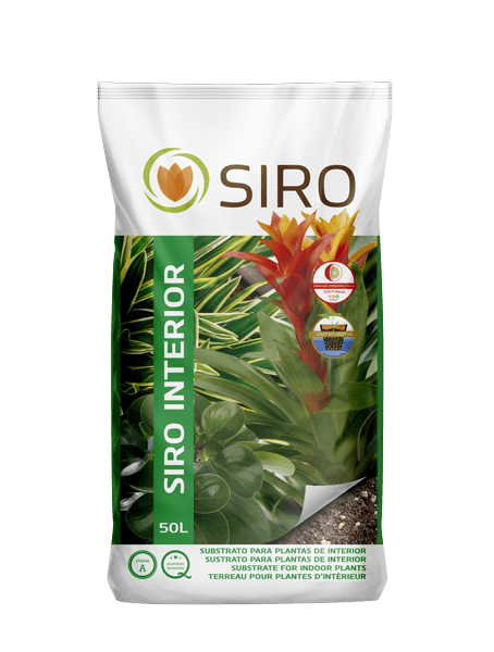 como cuidar das plantas de interior