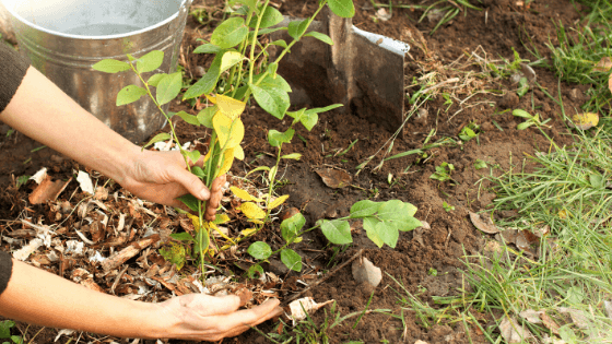 como proteger as suas plantas/culturas do vento e da geada
