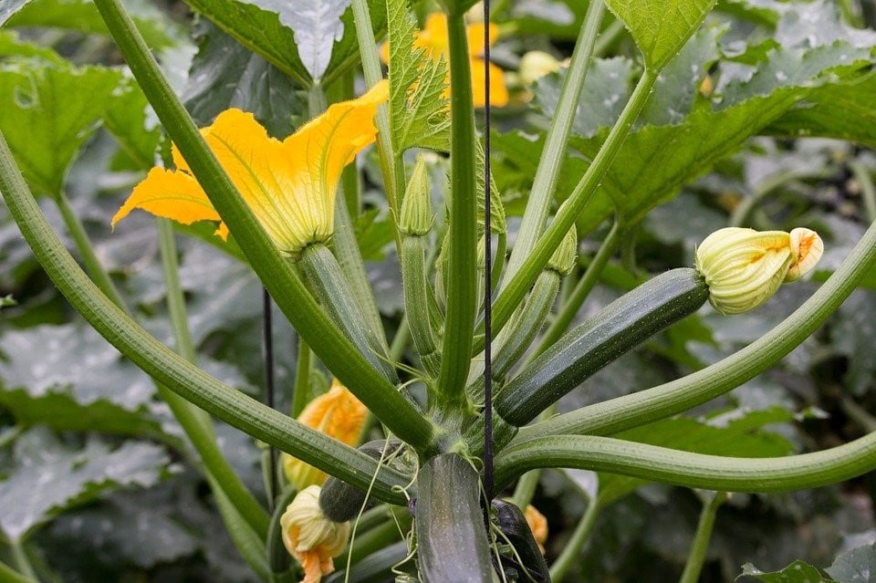 como cultivar curgete