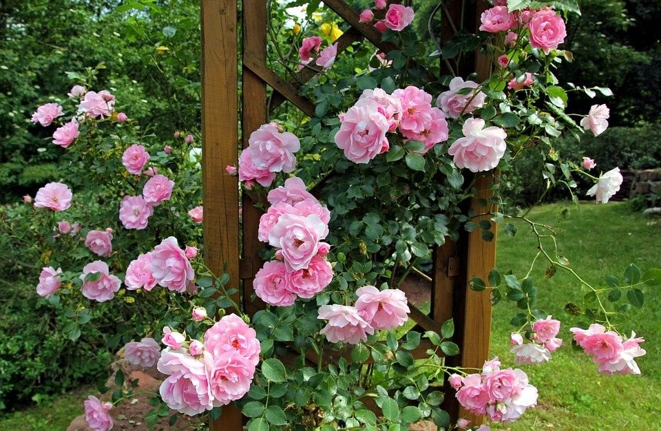 Rosa, Jardim, Gomos, Verão, Pavilhão, Flores, Roseira