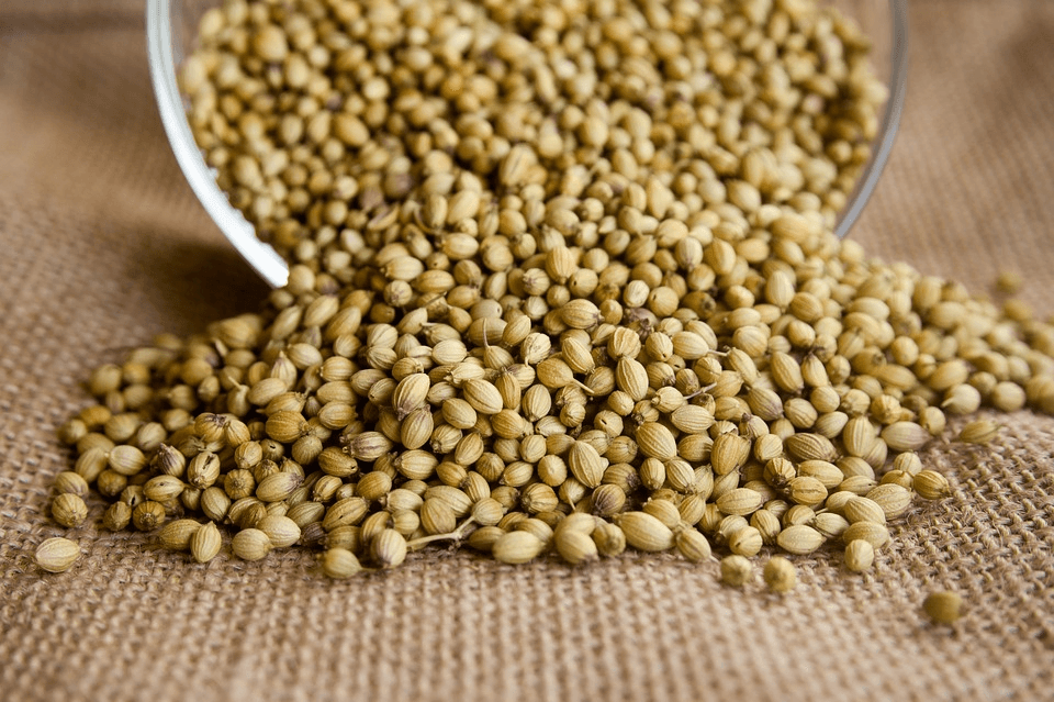 cultivo salsa como fazer