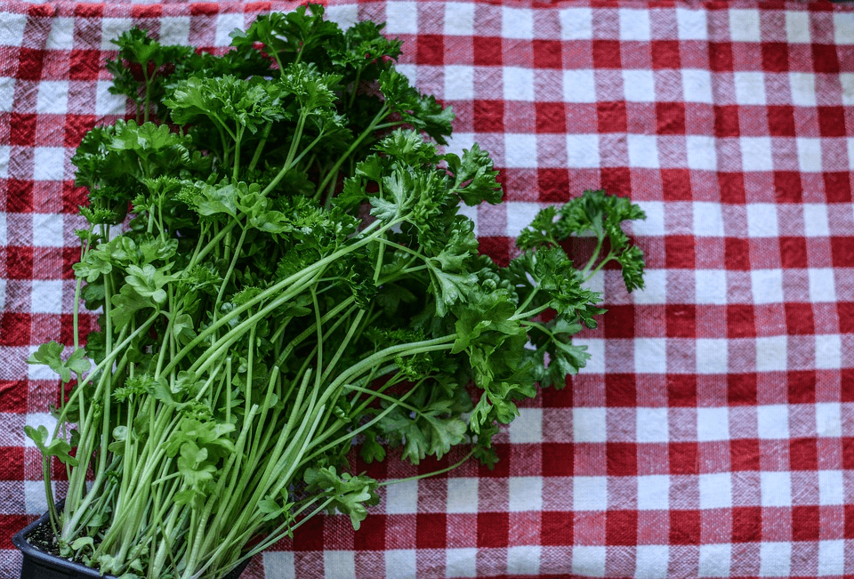 cultivar salsa e coentros