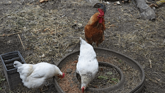 galinhas comem os ovos