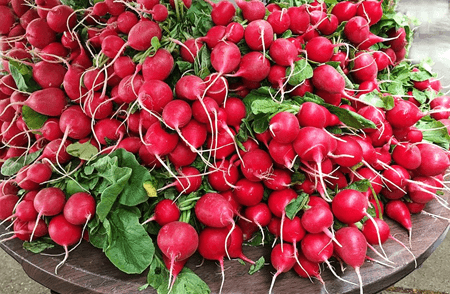 como cultivar rabanetes
