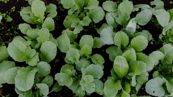 como cultivar rabanetes