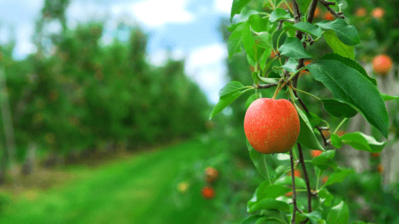 como instalar um pomar de árvores de fruto