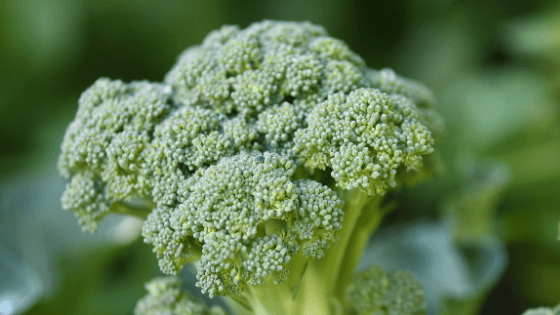 como cultivar brócolos