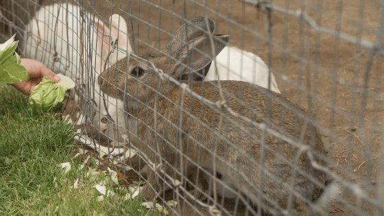 como fazer criação de coelhos
