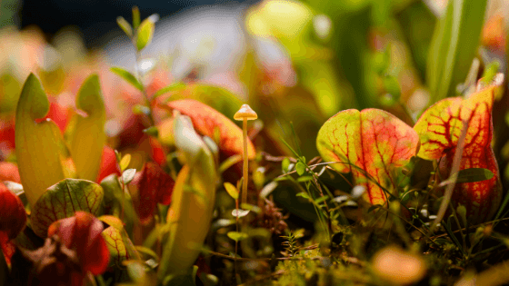 plantas carnívoras como tratar
